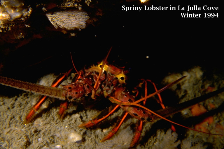Spiny Lobster at La Jolla
            Cove