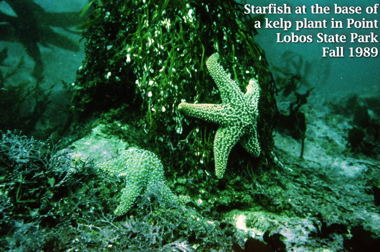 Starfish and Kelp at Pt.
            Lobos 1989